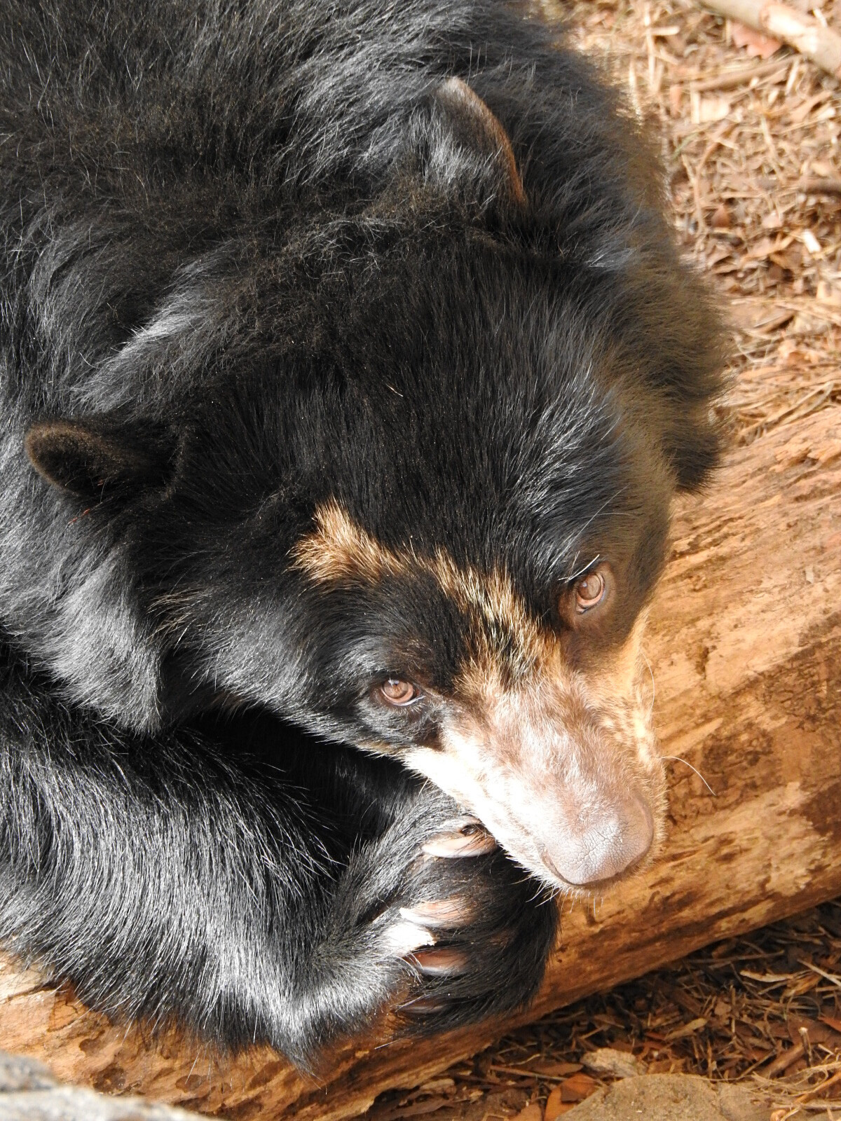 冬こそメガネグマ ～美雪と雪雄とマックスと～ : 孤独と孤高の狭間 其処に羆