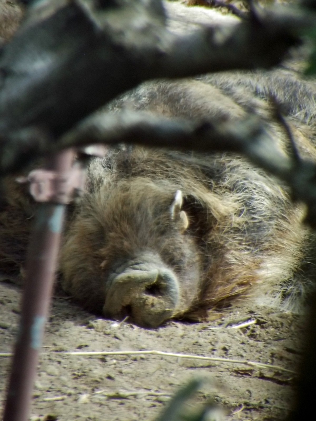 大きくて 優しい 義兄 八木山 ニホンイノシシ 孤独と孤高の狭間 其処に羆