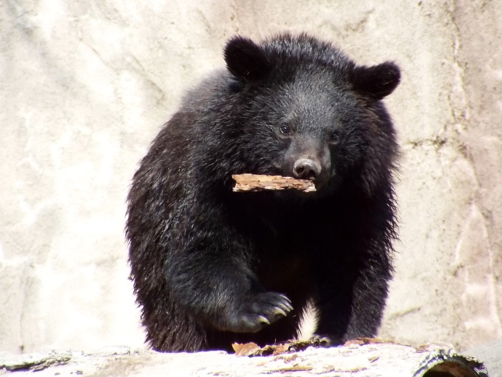 ツバサくんに逢いに ＜前編＞ : 孤独と孤高の狭間 其処に羆