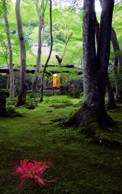 祇王寺彼岸花