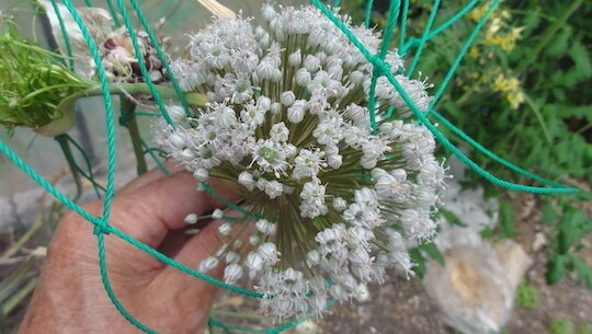 よく分からない ニンニクの花 を探る 雑木林に暮らす