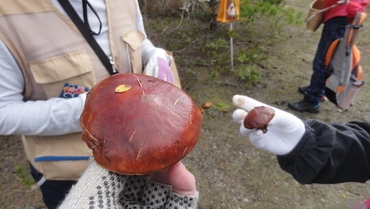 味覚の秋・落葉キノコ狩り : 雑木林に暮らす 味覚の秋・落葉キノコ狩り : 雑木林に暮らす