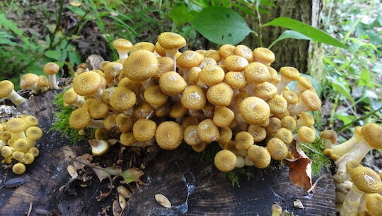 まだまだキノコのボリボリが穫れる 雑木林に暮らす