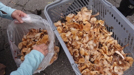 まだまだキノコのボリボリが穫れる 雑木林に暮らす まだまだキノコのボリボリが穫れる 雑木林に暮らす