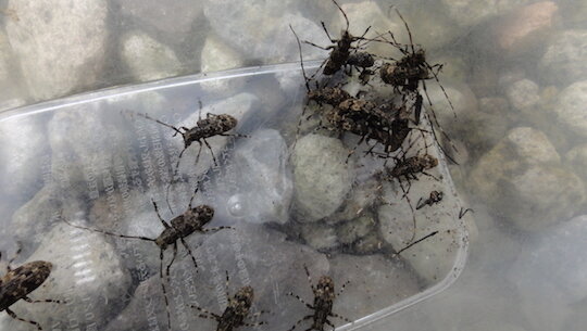 薪にカミキリムシ 産卵期である 雑木林に暮らす