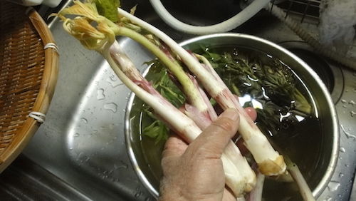 山菜・ウドの収穫 : 雑木林に暮らす