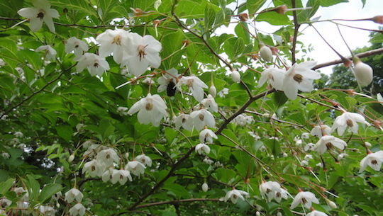 エゴノキの花が咲く 雑木林に暮らす エゴノキの花が咲く 雑木林に暮らす