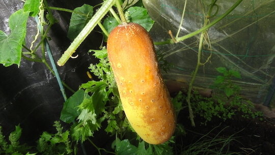 モウイ（赤毛瓜）の収穫が始まりそう : 雑木林に暮らす