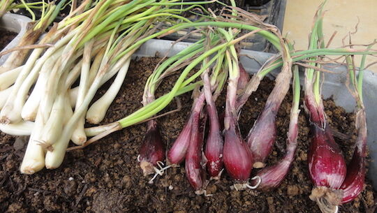 島ラッキョウを植える 雑木林に暮らす