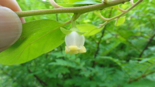 とても小さな柿の花が咲いている 雑木林に暮らす