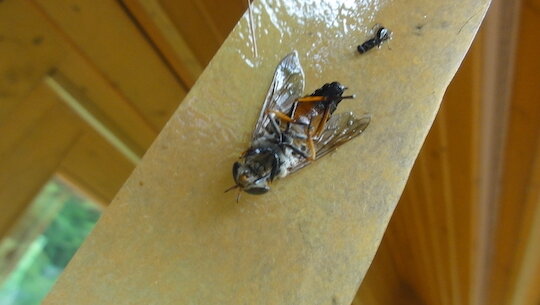 ハエリボンでアブを捕獲する 雑木林に暮らす