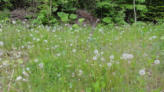 草刈り と あれこれ畑 雑木林に暮らす