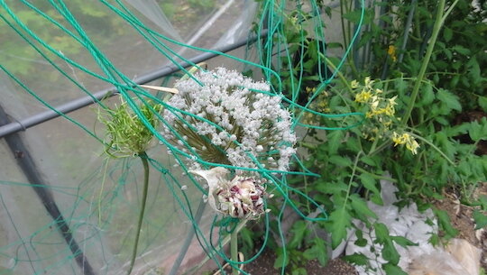よく分からない ニンニクの花 を探る 雑木林に暮らす