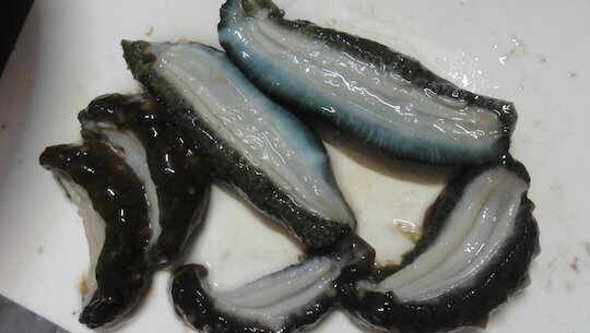 海鼠を捌く : 雑木林に暮らす