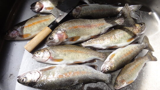 渓流釣り 鳥崎川 雑木林に暮らす