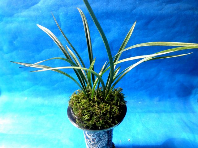 恵蘭7 薩摩錦 風来坊