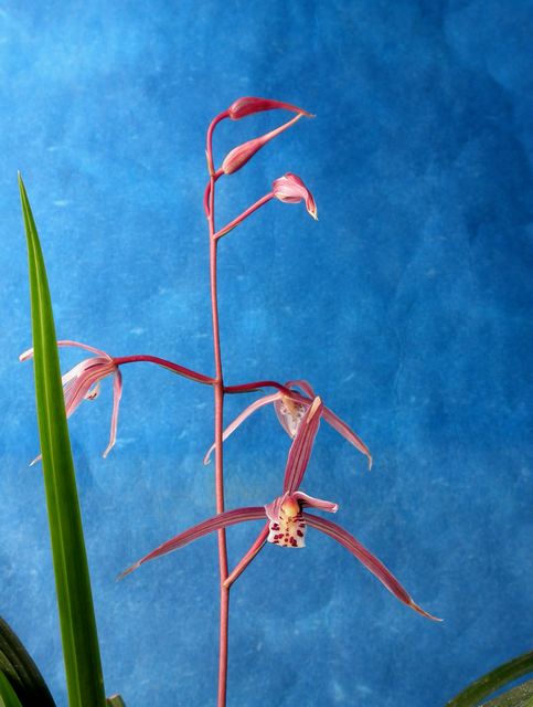 ☆寒蘭「聖代の華」長崎（五島産）寒蘭、濃い紅紫色の平肩咲き大輪花☆春蘭