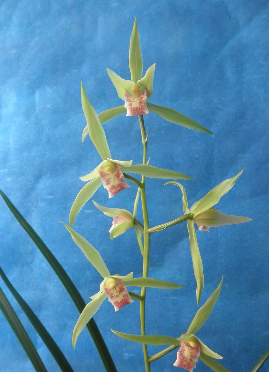 ☆寒蘭「聖代の華」長崎（五島産）寒蘭、濃い紅紫色の平肩咲き大輪花☆春蘭