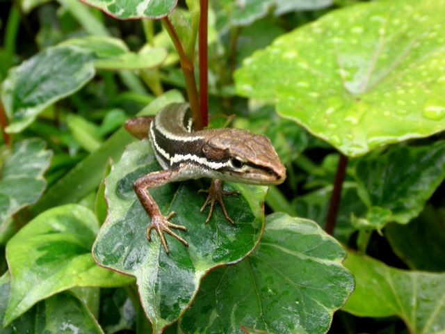 ニホントカゲ 日本蜥蜴 風来坊