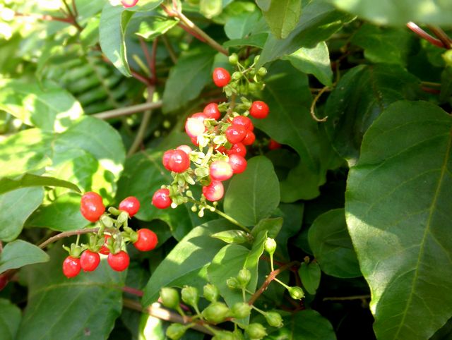 ジュズサンゴ 数珠珊瑚 風来坊