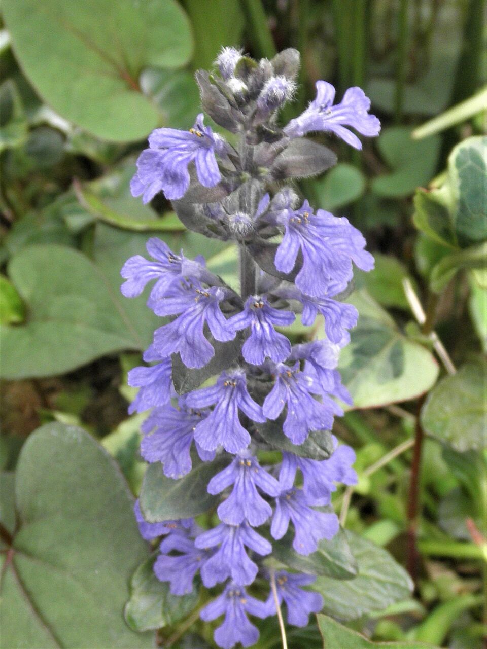 ツルジュウニヒトエ 蔓十二単 風来坊