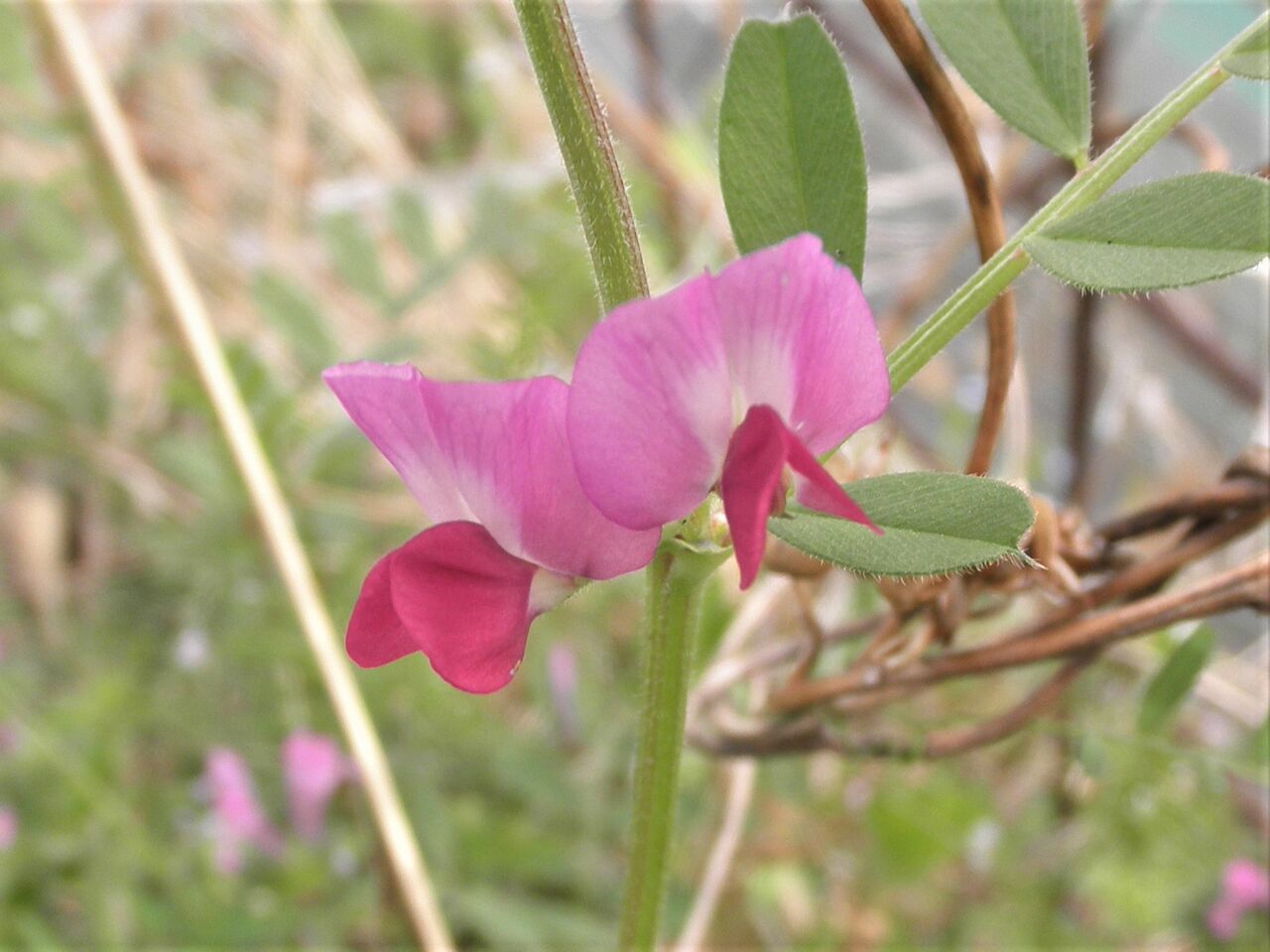 カラスノエンドウ 烏の豌豆 風来坊