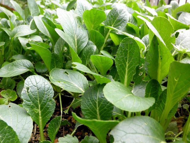 コマツナ 小松菜 風来坊