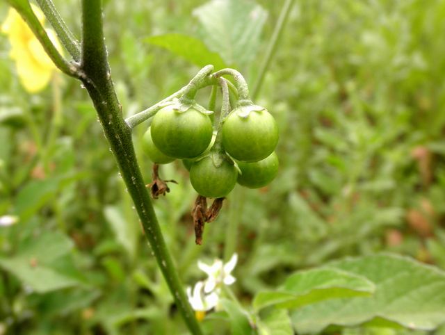 アメリカイヌホオズｋ 亜米利加犬鬼灯 風来坊