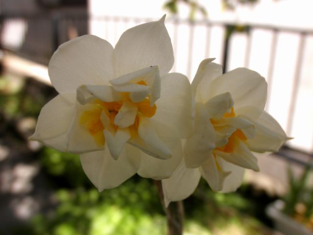 スイセン 水仙 風来坊