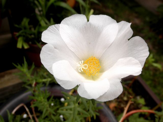 マツバボタン 松葉牡丹 白 風来坊