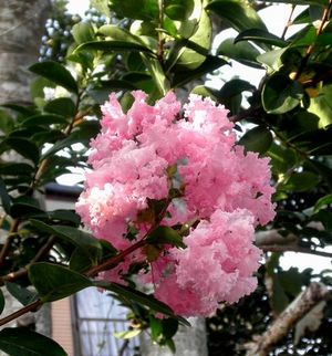 風来坊 風来坊