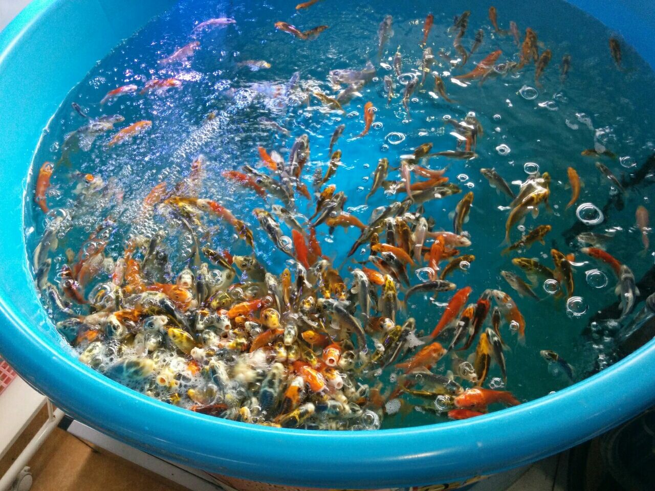 ホームセンターの錦鯉 錦鯉のタライ飼育日記