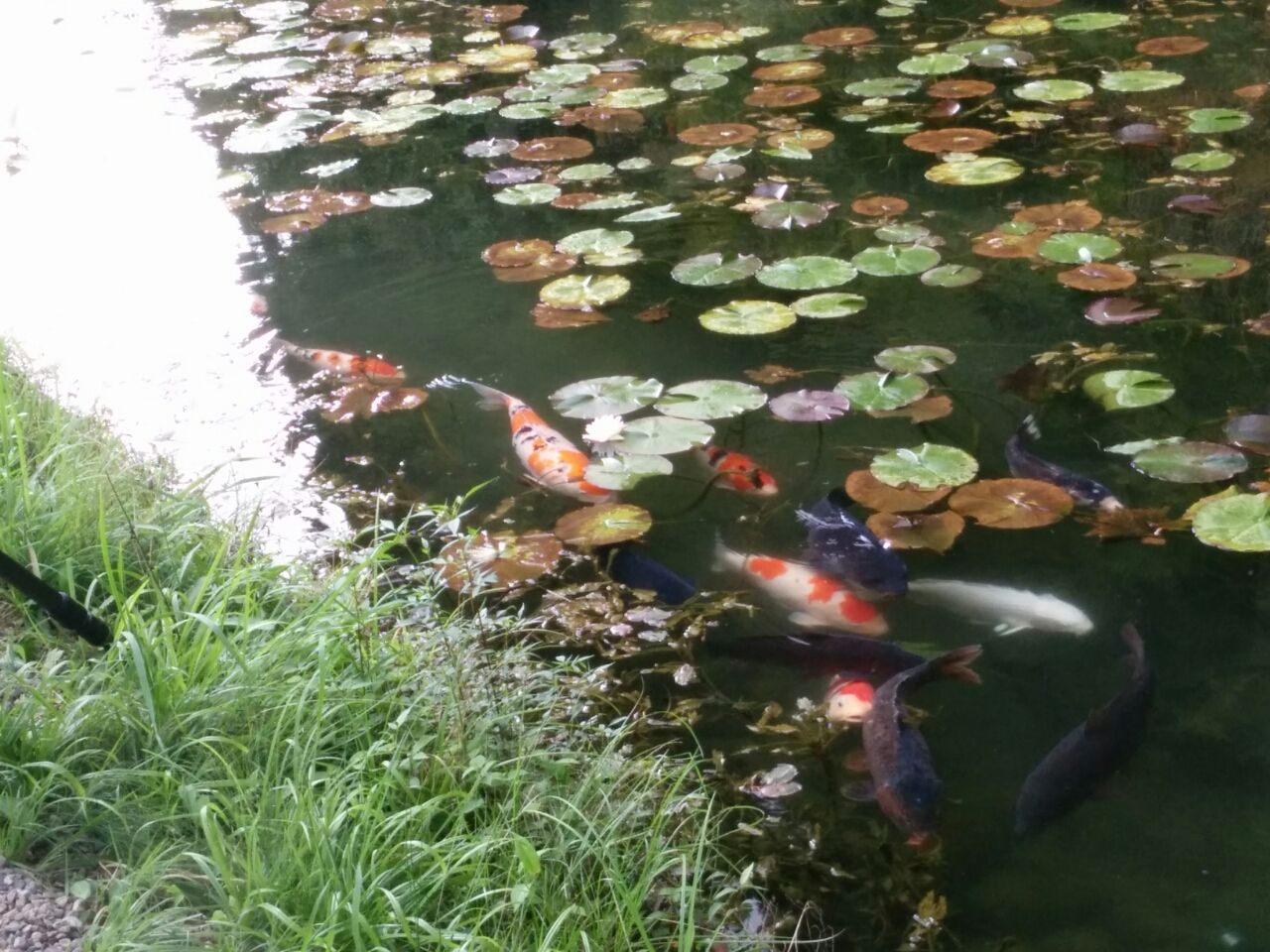 モネの池 : 錦鯉のタライ飼育日記