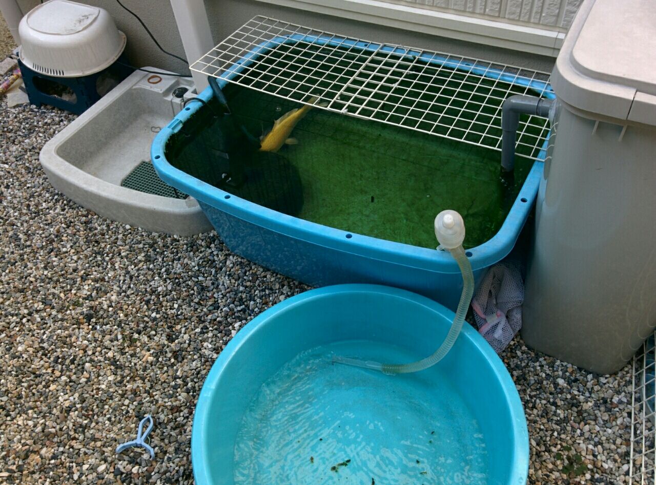 冬場の食事について思うこと 錦鯉のタライ飼育日記