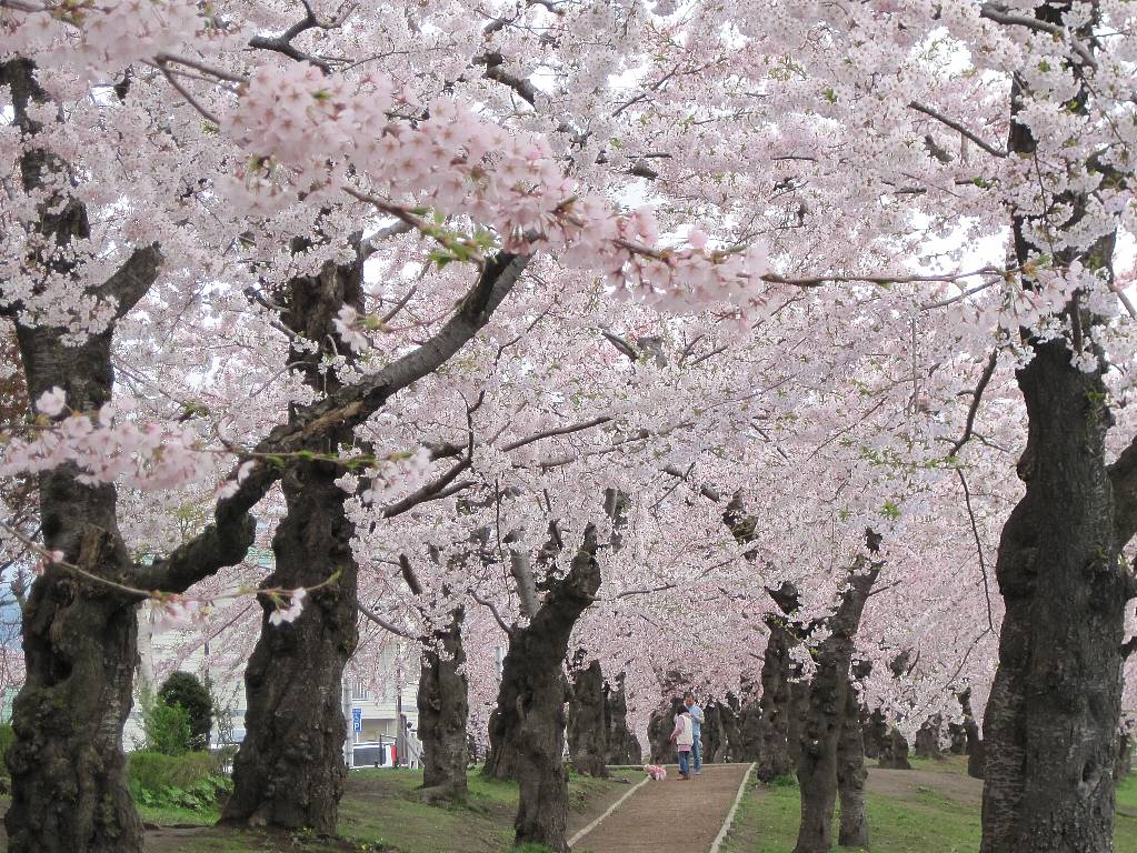 五稜郭公園の桜トンネルって知ってますか 自転車通勤会社員の北海道日記