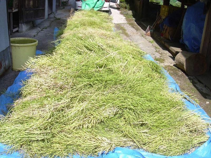 水菜の種の収穫 大川村の大自然