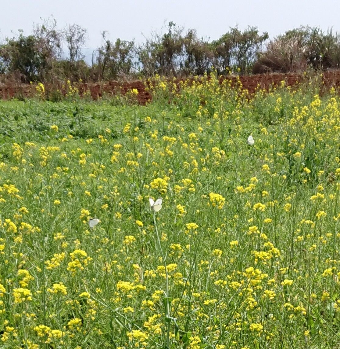 1635 879 沖永良部島の菜の花の季節は実に長い しまくらし 沖永良部島歳時記 未央流写真俳諧研究塾 ちょっと新しい写真と俳句 短歌の世界 1635 879 沖永良部島の菜の花の季節は実に長い しまくらし 沖永良部島歳時記 未央流写真俳諧研究塾 ちょっと新しい写真と俳句 短歌の世界
