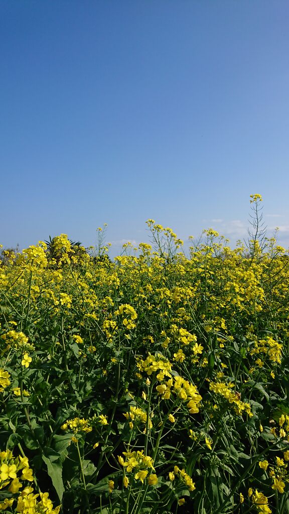 80 1069 菜の花化して蝶となる この季語を使ってみました しまくらし 沖永良部島歳時記 未央流写真俳諧研究塾 ちょっと新しい写真と 俳句 短歌の世界