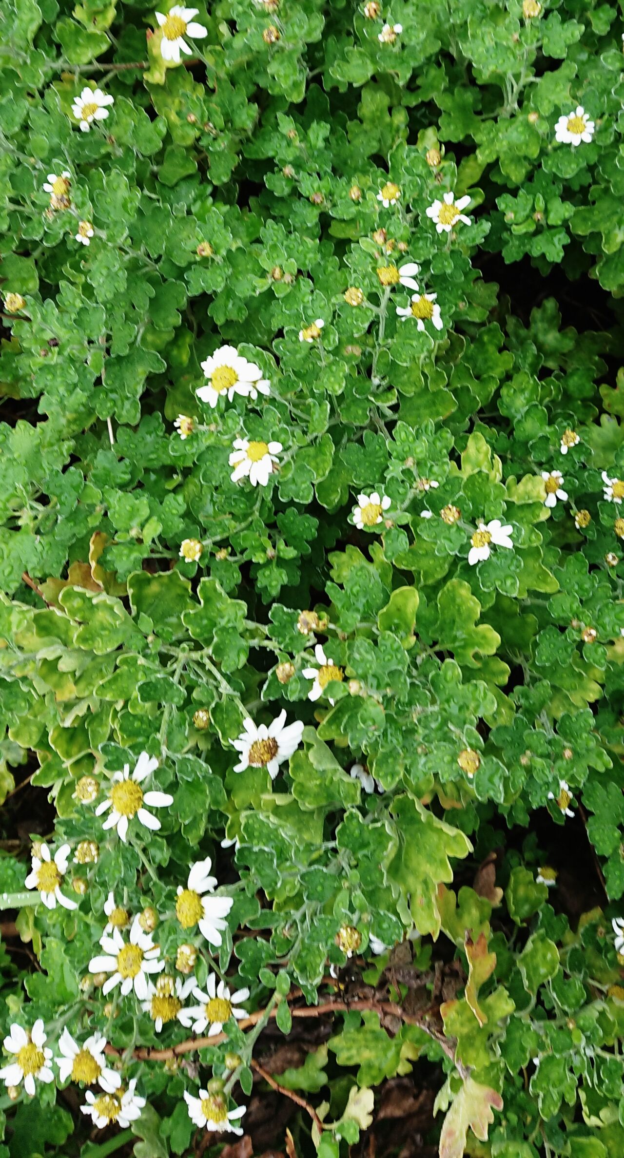 19 1008 小雨の中冬菊が満開です しまくらし 沖永良部島歳時記 未央流写真俳諧研究塾 ちょっと新しい写真と俳句 短歌の世界 19 1008 小雨の中冬菊が満開です しまくらし 沖永良部島歳時記 未央流写真俳諧研究塾 ちょっと新しい写真と俳句 短歌の世界