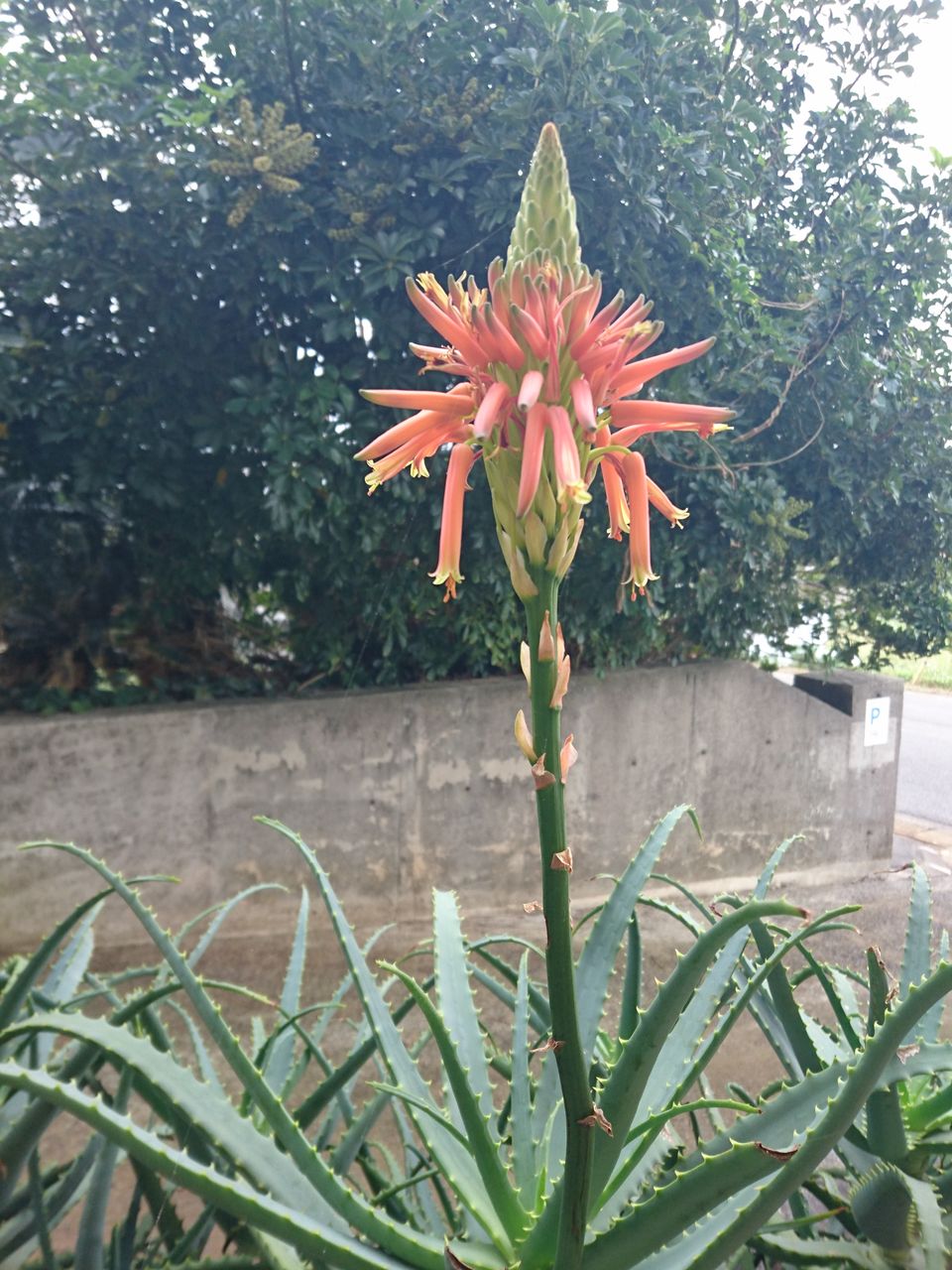 273 アロエの花は今頃咲くのでしょうか しまくらし 沖永良部島歳時記 未央流写真俳諧研究塾 ちょっと新しい写真と俳句 短歌の世界