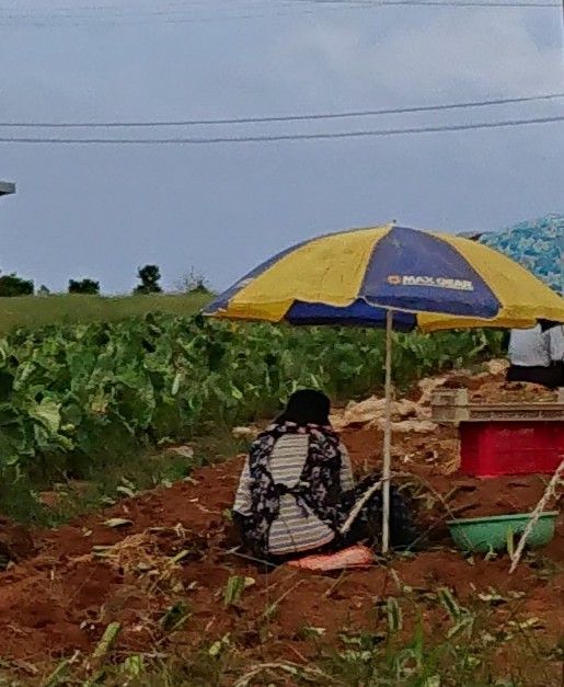 453 沖永良部島の畑作業風景です しまくらし 沖永良部島歳時記 未央流写真俳諧研究塾 ちょっと新しい写真と俳句 短歌の世界