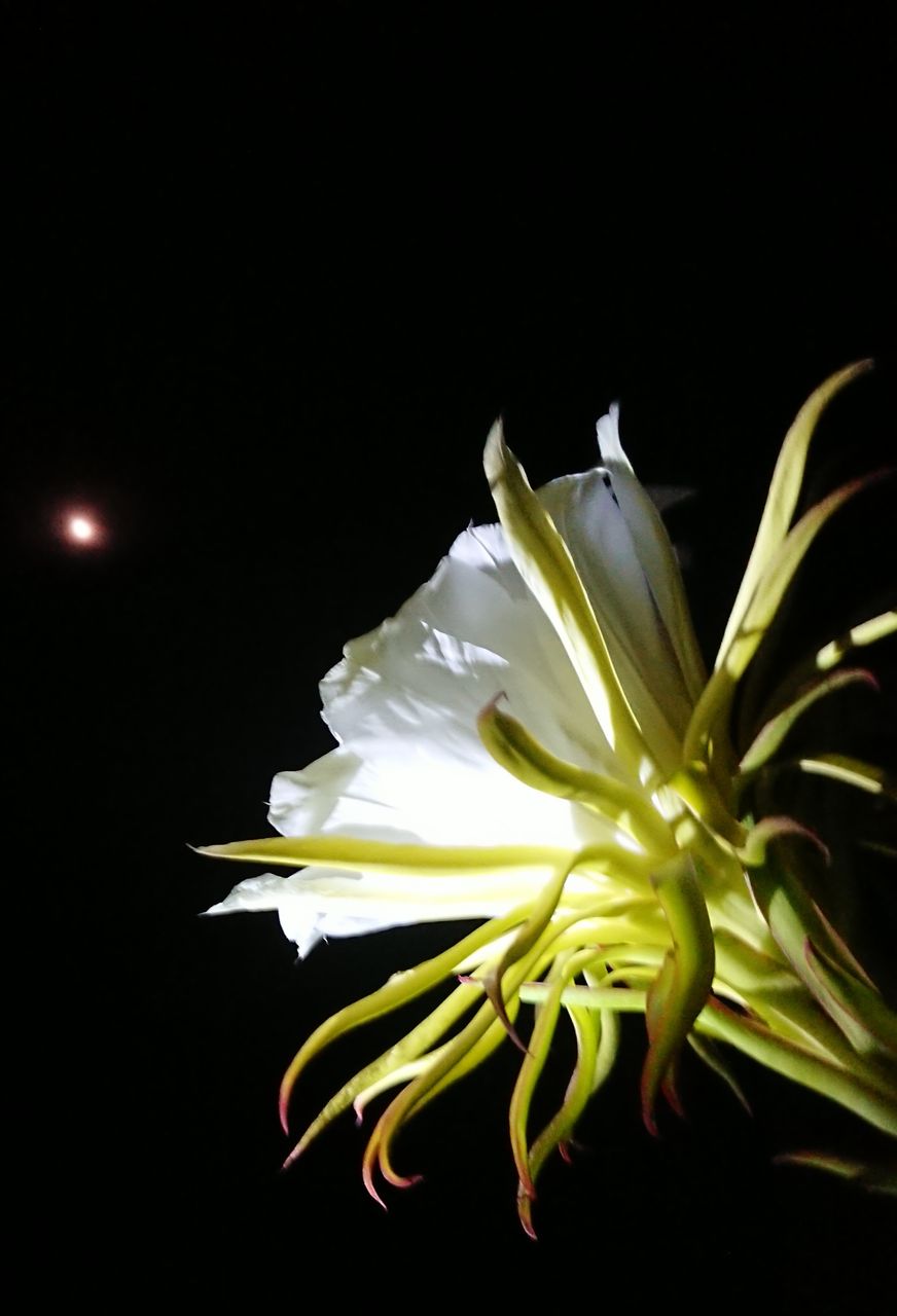 1263 ドラゴンフルーツ の花と月見です こんな句詠めるでしょうか しまくらし 沖永良部島歳時記 未央流写真俳諧研究塾 ちょっと新しい写真と俳句 短歌の世界 1263 ドラゴンフルーツ の花と月見です こんな句詠めるでしょうか しまくらし 沖永良部島歳時記 未央流写真俳諧研究塾 ちょっと新しい写真と俳句 短歌の世界