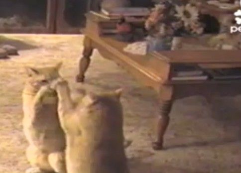 まじ笑えるwwwシンクロ率1パーセントの動きwww 面白動物ニュースのまとめ まじ笑えるwwwシンクロ率1パーセントの動きwww 面白動物ニュースのまとめ