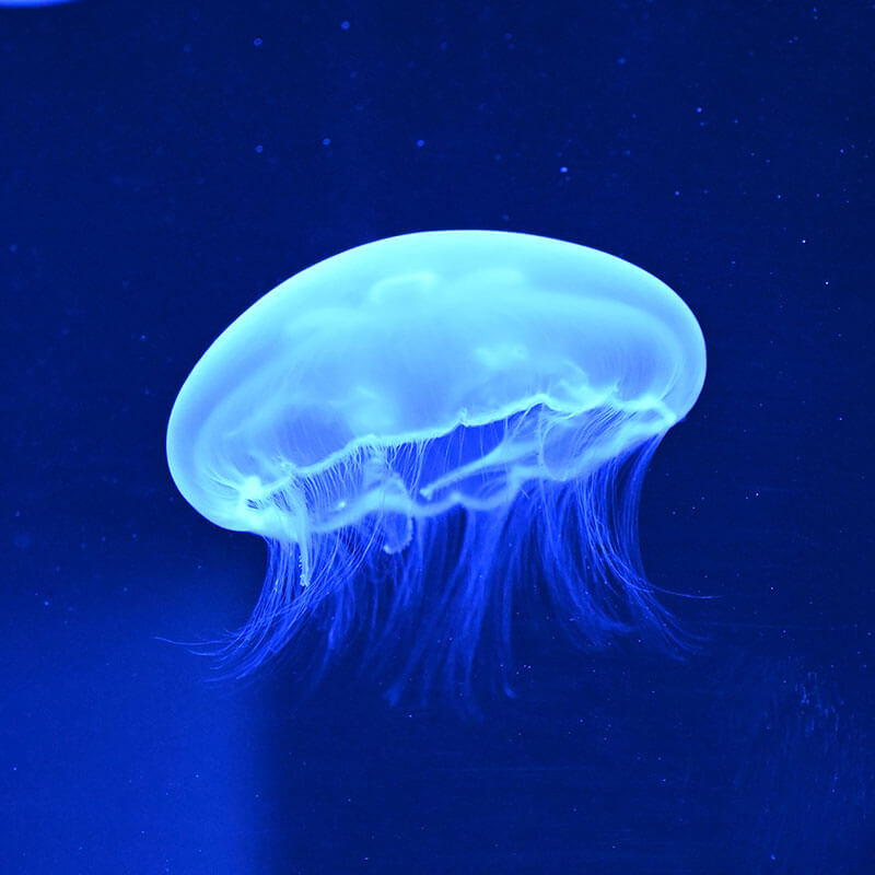 クラゲ釣り大会に登場するクラゲについての考察とクラゲ講座 ジェミニシードまったり雑談記