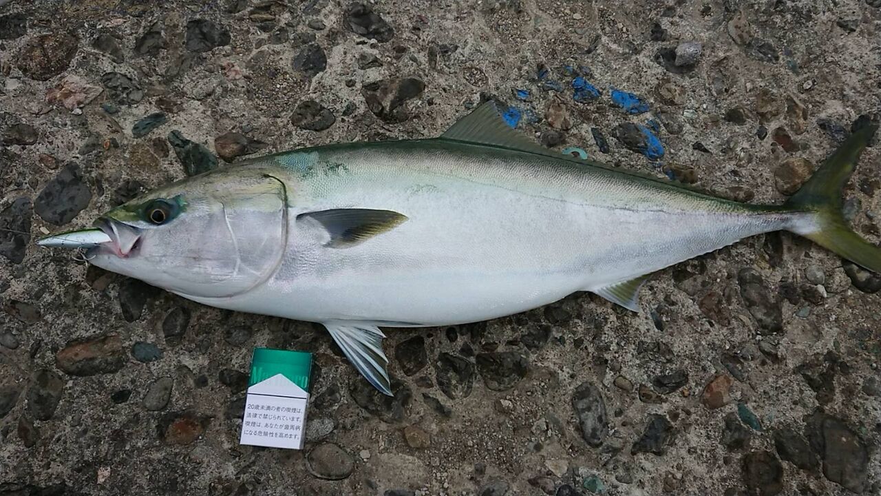 85cmメジロ！青物が熱い！！ : フィッシングモリタの徒然ぶろぐ