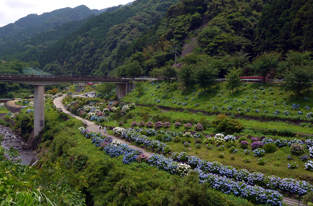 中木庭ダムのあじさい 佐賀の福岡モータース 鈑金塗装とランクルも得意な整備工場