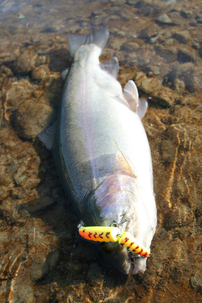 釣り 魚 野川