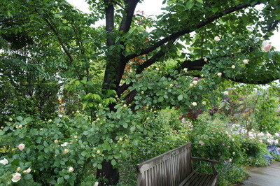 DSC09501