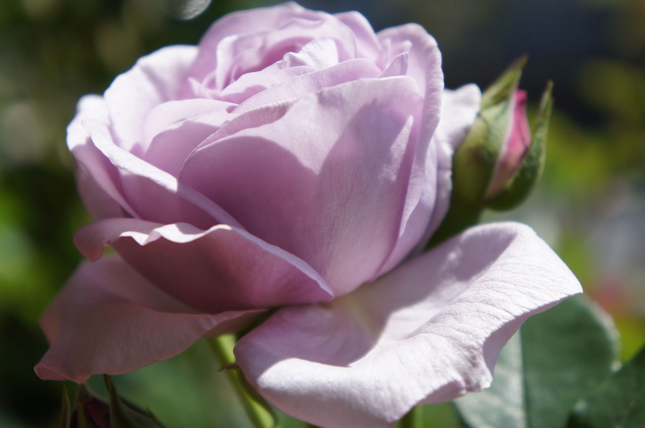 今日の主役はラ マリエか ひとり庭仕事