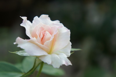 DSC09096